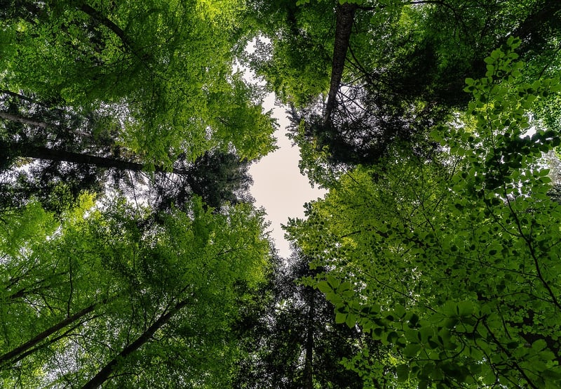 Canopy of Trees